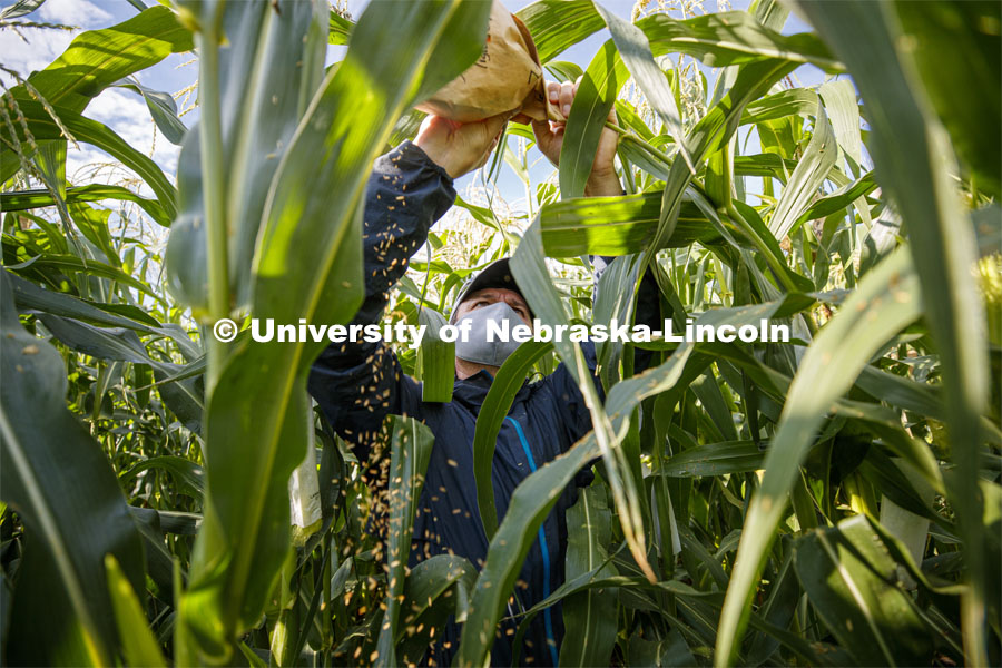 David Holding, Associate Professor of Agronomy and Horticulture, and Caleb Wehrbein, senior in plant biology, pollenating popcorn in test plots on East Campus. July 22, 2020. Photo by Craig Chandler / University Communication.