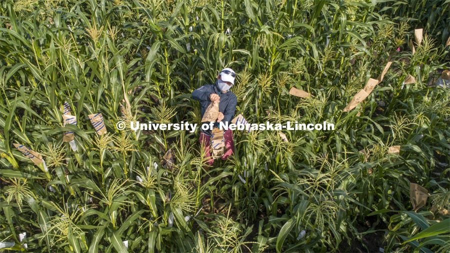 David Holding, Associate Professor of Agronomy and Horticulture, and Caleb Wehrbein, senior in plant biology, pollenating popcorn in test plots on East Campus. July 22, 2020. Photo by Craig Chandler / University Communication.