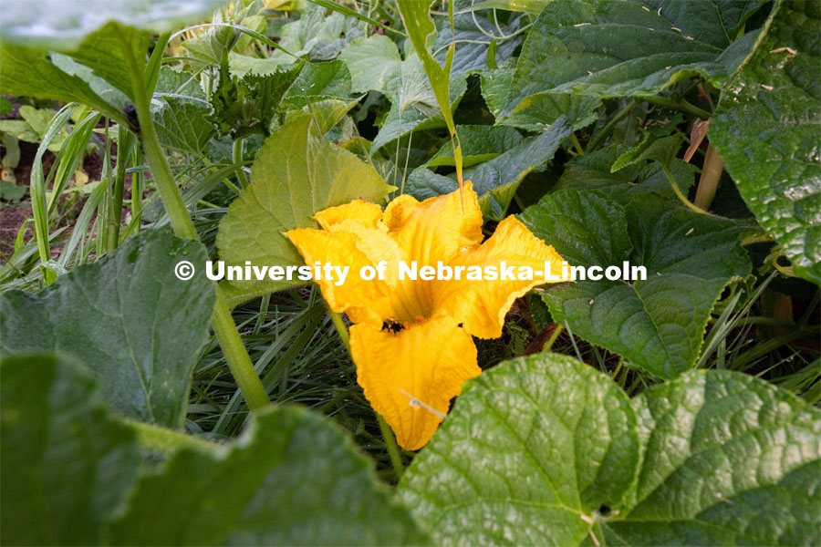A squash blossom blooms in a garden plot at Cooper Farm in Omaha, Nebraska. July 22, 2020. Photo by Gregory Nathan / University Communication.