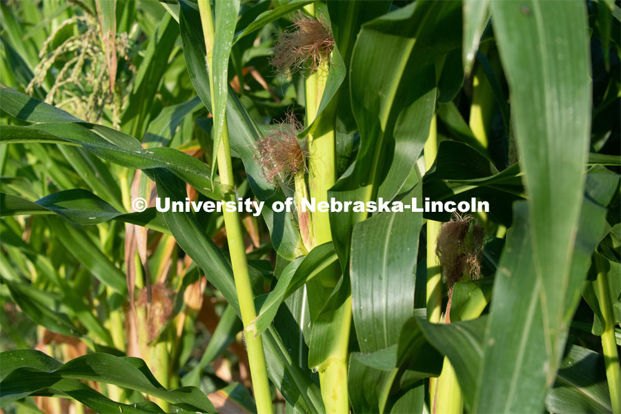 Corn growing in the garden plots at Cooper Farm in Omaha, Nebraska. July 22, 2020. Photo by Gregory Nathan / University Communication.