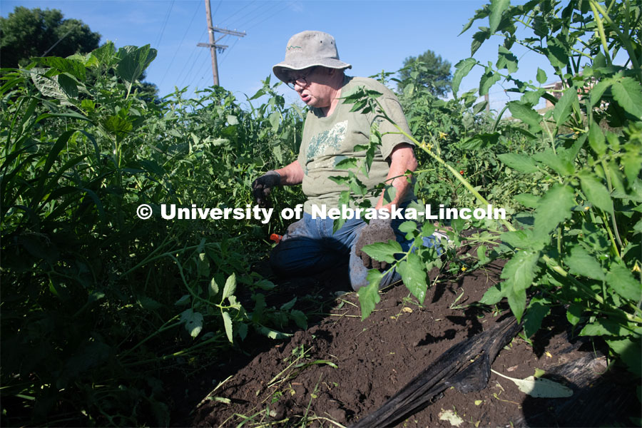 Master Gardeners work the garden at Cooper Farm in Omaha, Nebraska. July 22, 2020. Photo by Gregory Nathan / University Communication.
