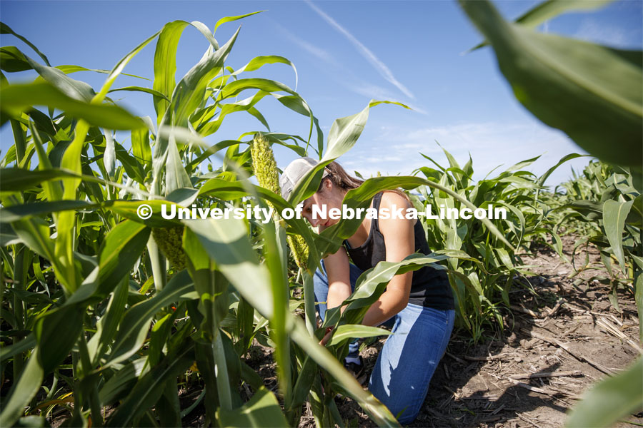 Grad student Mackenzie Zwiener, bands sorghum plots and also measures leaf angles in her UNL research field at 84th and Havelock in Lincoln, NE. July 24, 2020. Photo by Craig Chandler / University Communication.