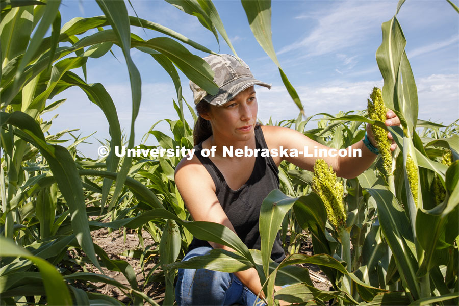 Grad student Mackenzie Zwiener, bands sorghum plots and also measures leaf angles in her UNL research field at 84th and Havelock in Lincoln, NE. July 24, 2020. Photo by Craig Chandler / University Communication.