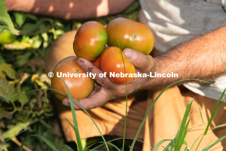 Tomatoes are ripe for the picking. Lincoln families work their garden area at Prairie Pines in east Lincoln. July 27, 2020. Photo by Gregory Nathan / University Communication.