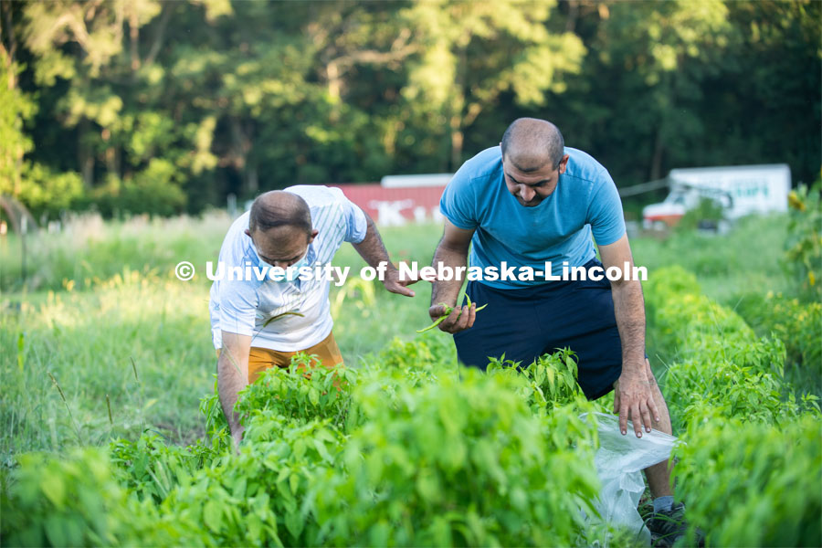 Lincoln families work their garden area at Prairie Pines in east Lincoln. July 27, 2020. Photo by Gregory Nathan / University Communication.