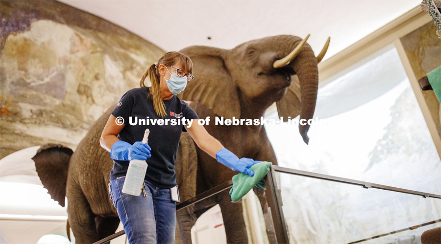 Crystal Kirschbaum sanitizes the exhibit railing under the watchful eye of a male African elephant. Nebraska State Museum in Morrill Hall will open August 5 with new procedures to keep patrons healthy and safe. July 29, 2020 Photo by Craig Chandler / University Communication