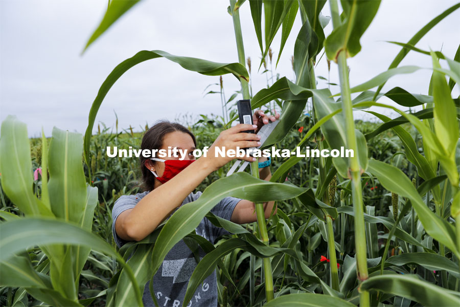 Mackenzie Zwiener, graduate student in agronomy and horticulture, measures leaf angles in her research field northeast of 84th and Havelock. She is working on identifying varieties with leaves that don't spread out as far and allow for denser planting in the fields. Sorghum fields northeast of 84th and Havelock in Lincoln. August 7, 2020. Photo by Craig Chandler / University Communication.