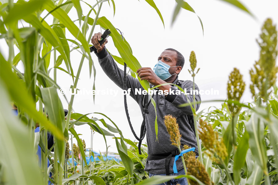 Nuwan Wijewardane measure photosynthesis in the leaves of a sorghum plant. Sorghum fields northeast of 84th and Havelock in Lincoln. August 7, 2020. Photo by Craig Chandler / University Communication.