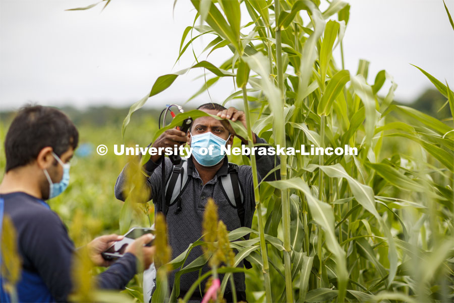 Nuwan Wijewardane, right, and Abbas Atefi measure photosynthesis in the leaves of a sorghum plant. Sorghum fields northeast of 84th and Havelock in Lincoln. August 7, 2020. Photo by Craig Chandler / University Communication.