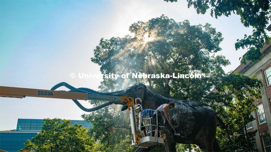 Workers scrub Archie with scrub brushes and a power washer for his annual bath. August 13, 2020. Photo by Gregory Nathan / University Communication.