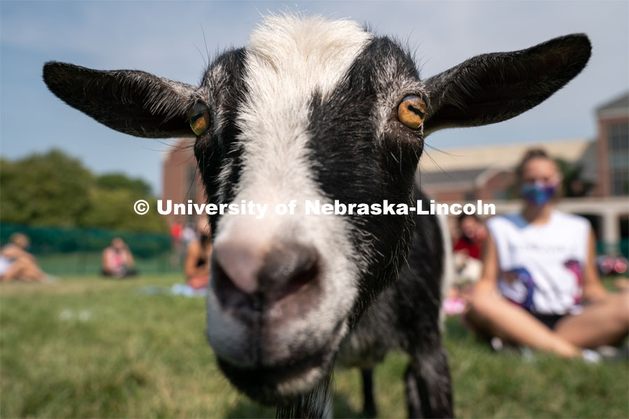 A goat roams around a fenced area during Wellness Fest at Meier Commons. August 22, 2020. Photo by Jordan Opp for University Communication.