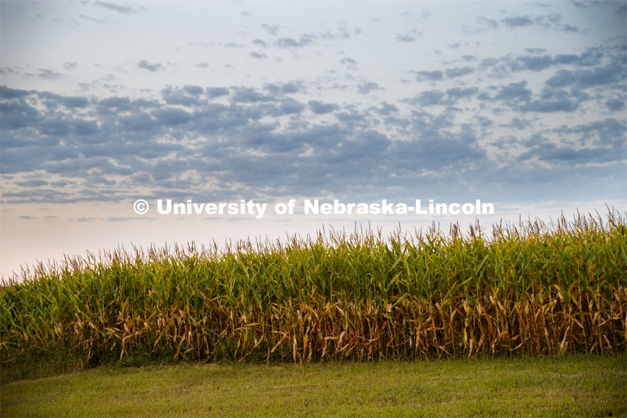Corn fields are drying down in southeast Lancaster County. August 28, 2020. Photo by Craig Chandler / University Communication.