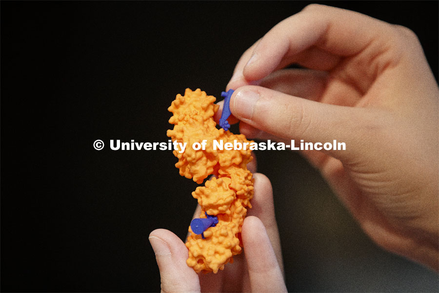 Michaela Ott fits a Glucose-6-phosphate molecule into a hexokinase enzyme using 3-D printed aids. Students in BIOC 431 - Biochemistry I: Structure and Metabolism use 3-D printed molecules to better visualize a hexokinase enzyme. Professors Rebecca Roston and Karin van Dijk printed six different molecules to help students visualize the different structures and functions. September 14, 2020. Photo by Craig Chandler / University Communication.