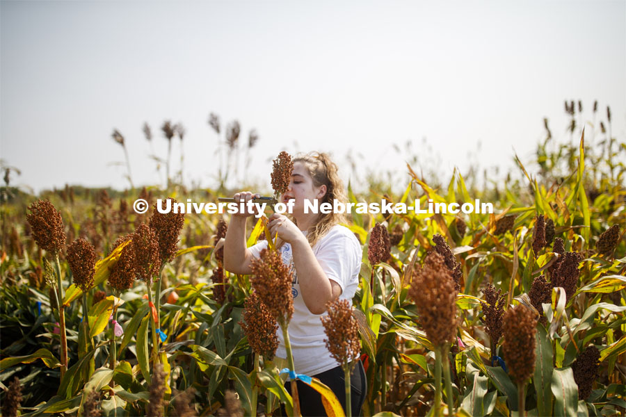 Alexis Finch, a sophomore from Omaha, measures stem diameters in the sorghum test plots at 84th and Havelock. September 21, 2020. Photo by Craig Chandler / University Communication.