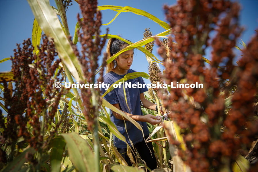 Alice Guo, a sophomore from Omaha, measures stem diameters in the sorghum test plots at 84th and Havelock. September 21, 2020. Photo by Craig Chandler / University Communication.