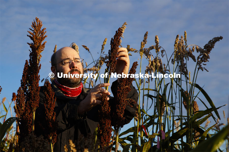 Professor James Schnable and graduate student Mackenzie Zwiener look over ripe sorghum plants in Zwiener's test field northeast of 84th and Havelock. September 29, 2020. Photo by Craig Chandler / University Communication.