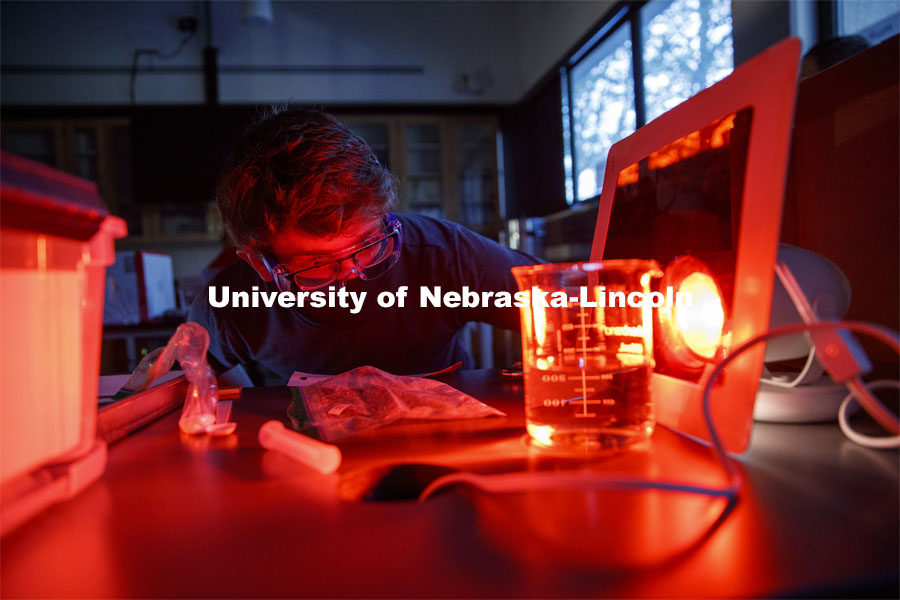 Isaac Kramer, sophomore from Lincoln, Nebraska, sees how spinach leaf punches react to red light in a photosynthesis experiment. LIFE 120L - Fundamentals of Biology I laboratory. October 6, 2020. Photo by Craig Chandler / University Communication.