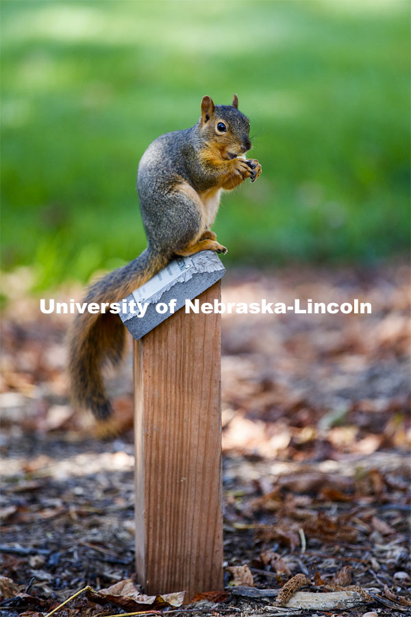 A squirrel finds a nice perch to watch the world and enjoy lunch near the Nebraska Union. City Campus. October 7, 2020. Photo by Craig Chandler / University Communication.