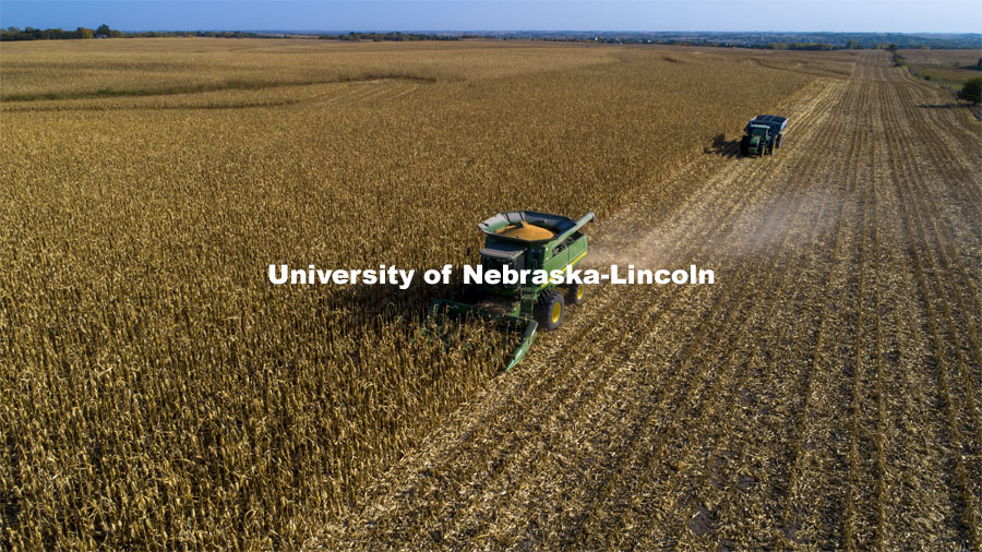 A combine works through a corn field north of Adams, NE. Fall harvest. October 7, 2020. Photo by Craig Chandler / University Communication.