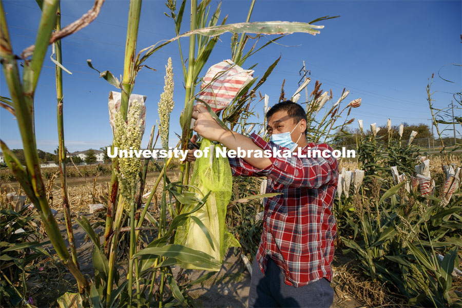 PhD student Hongyu Jin cuts bagged sorghum panicles. The seeds will be sorted and used to plant test plots next year. Sorghum harvesting of seed varieties to be evaluated for larger plot tests. East Campus ag fields. October 14, 2020. Photo by Craig Chandler / University Communication.