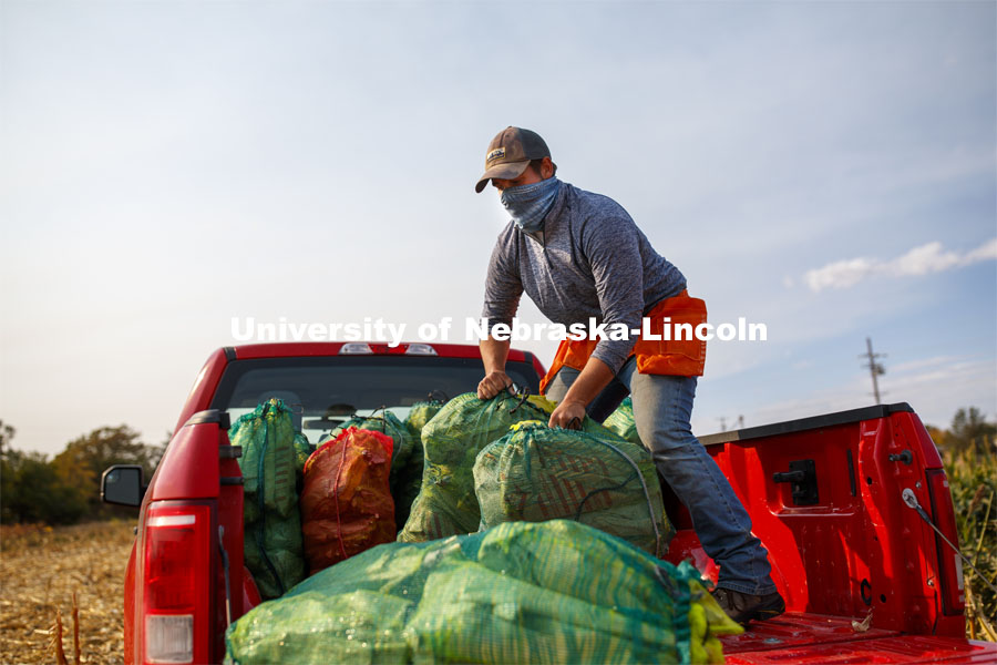 Kyle Linders packs mesh bags full of bagged sorghum panicles into the pickup bed following harvest. The seeds will be sorted and used to plant test plots next year. Sorghum harvesting of seed varieties to be evaluated for larger plot tests. East Campus ag fields. October 14, 2020. Photo by Craig Chandler / University Communication.