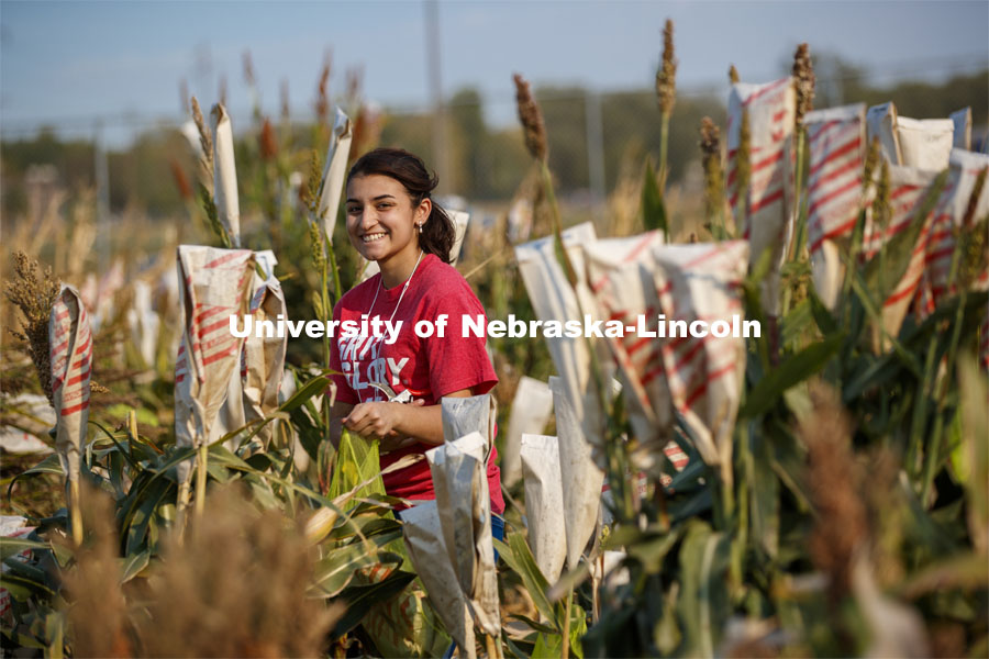 Isabele Sigmon, freshman for Hickory, NC, cuts bagged sorghum panicles. The seeds will be sorted and used to plant test plots next year. Sorghum harvesting of seed varieties to be evaluated for larger plot tests. East Campus ag fields. October 14, 2020. Photo by Craig Chandler / University Communication.