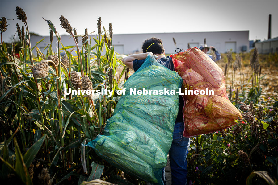 Jon Turkus carries mesh bags full of bagged sorghum panicles to the side of the field for collection. The seeds will be sorted and used to plant test plots next year. Sorghum harvesting of seed varieties to be evaluated for larger plot tests. East Campus ag fields. October 14, 2020. Photo by Craig Chandler / University Communication.