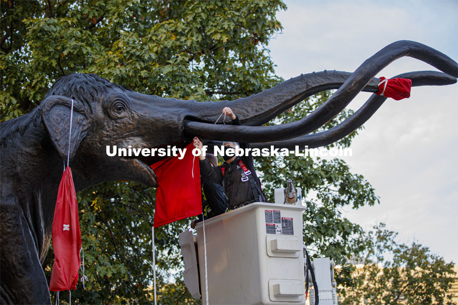 Joel Nielsen, Graphics Specialist/Project Coordinator for the University of Nebraska State Museum, ties on Archie’s trunk mask while Trent Lingle, an electrician with Building Systems Maintenance, helps. Archie the Mammoth is fitted with a new mask after his first one faded during the summer sun and rains. October 21, 2020. Photo by Craig Chandler / University Communication.