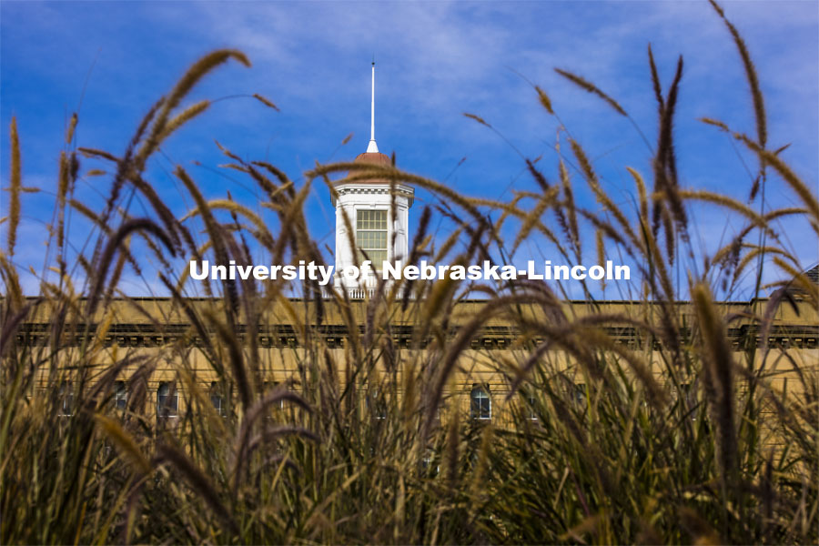 Tall grasses in front of the Love Library cupola. City Campus. October 28, 2020. Photo by Craig Chandler / University Communication.
