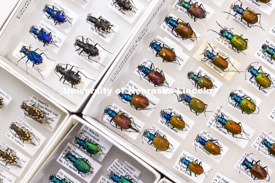 A tray of tiger beetles among the sample drawers in Entomology Hall. Steve Spomer, a research technician with the University of Nebraska–Lincoln’s Department of Entomology, will retire in December after 40 years with the university. November 5, 2020. Photo by Craig Chandler / University Communication.