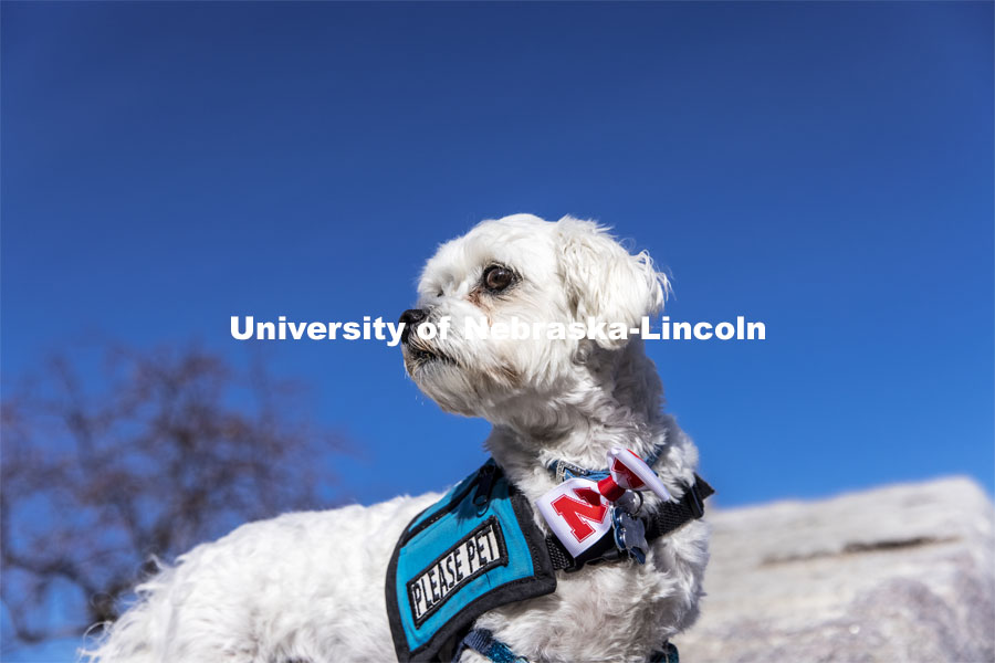 Neo, the therapy dog for the Student Support Services Program shows his pawsitive Husker spirit. November 6, 2020. Photo by Craig Chandler / University Communication.