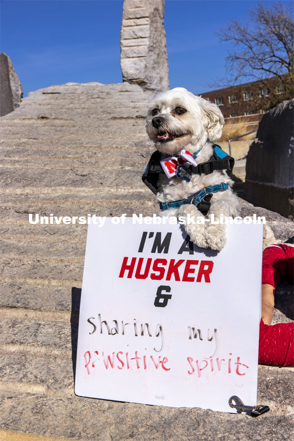 Neo, the therapy dog for the Student Support Services Program shows his pawsitive Husker spirit. November 6, 2020. Photo by Craig Chandler / University Communication.