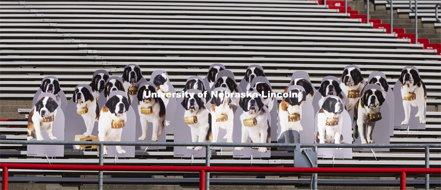 A pack of 25 Saint Bernards stand ready for a stadium rescue as they howl for the Huskers. The dogs were purchased by Applied Underwriters, an Omaha company, as a way to connect their employees who are mostly working at home due to the global pandemic. More than 6,000 corrugated plastic cutouts fill the lower level of east stadium, the tunnel walk, and part of north stadium to remind the Huskers who has the Greatest Fans in College Football. November 12, 2020. Photo by Craig Chandler / University Communication.