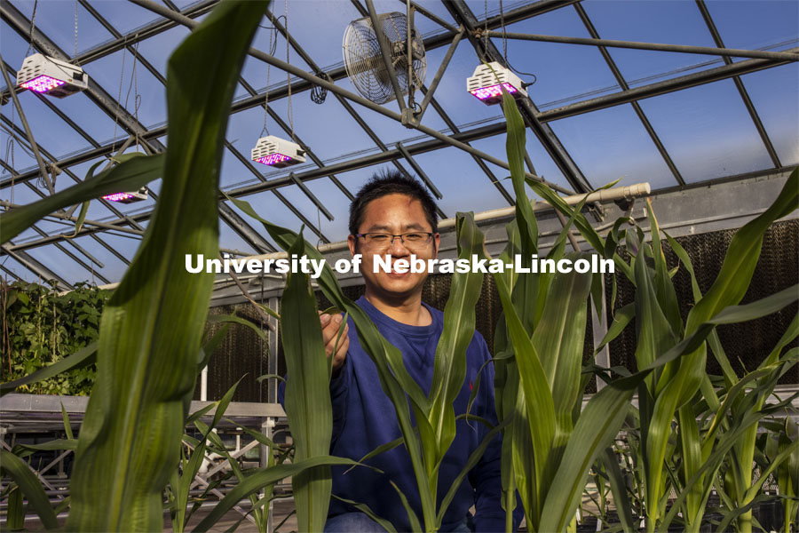Nebraska’s Jinliang Yang, assistant professor of agronomy and horticulture, and Gen Xu (picutred), post doc and first author of the study and their colleagues, have shown that differences in how genes are turned on and off, rather than actual changes in DNA, may explain some important physiological differences between modern-day maize and a 10,000-year-old ancestral species. November 18, 2020. Photo by Craig Chandler / University Communication.