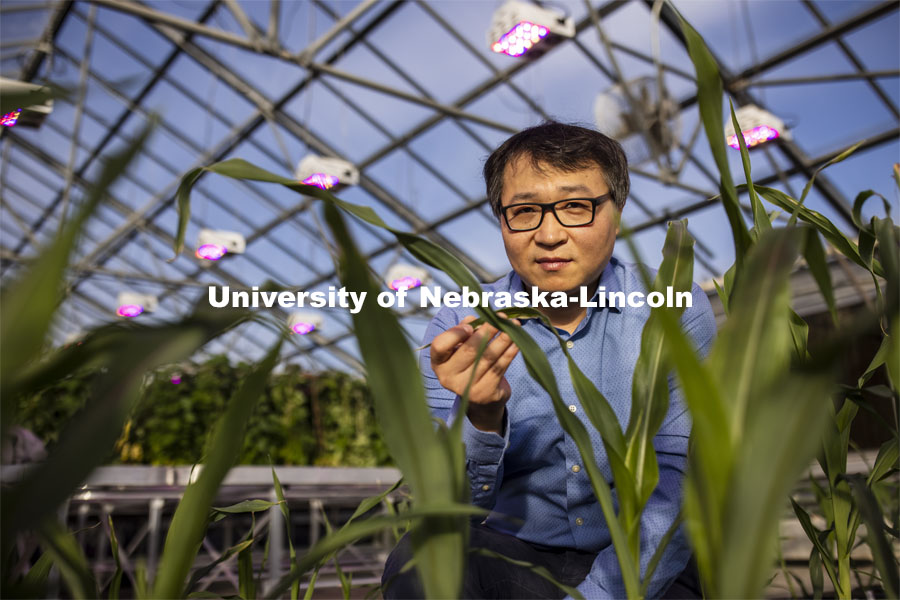 Nebraska’s Jinliang Yang (pictured), assistant professor of agronomy and horticulture, and Gen Xu, post doc and first author of the study and their colleagues, have shown that differences in how genes are turned on and off, rather than actual changes in DNA, may explain some important physiological differences between modern-day maize and a 10,000-year-old ancestral species. November 18, 2020. Photo by Craig Chandler / University Communication.
