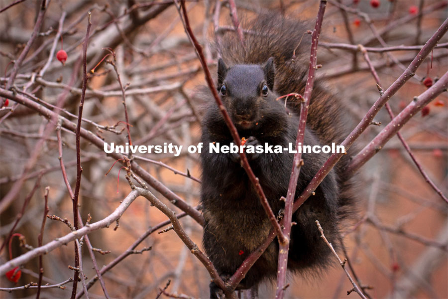 A black squirrel enjoys a berry lunch in the bushes outside Canfield Hall. November 21, 2020. Photo © 2020 by Joshua Redwine.  THIS PHOTO CAN ONLY BE USED FOR UNL PURPOSES.  ANY OTHER USE MUST BE NEGOTIATED WITH THE PHOTOGRAPHER.