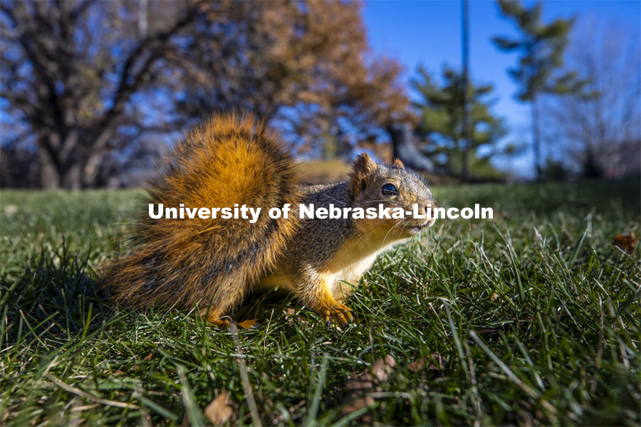 City campus squirrels. December 3, 2020. Photo by Craig Chandler / University Communication.