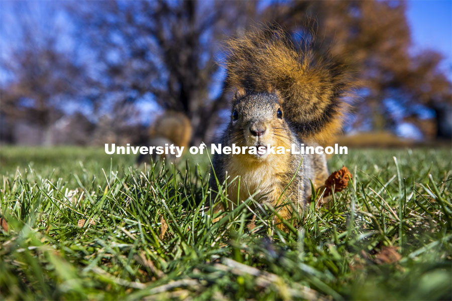 City campus squirrels. December 3, 2020. Photo by Craig Chandler / University Communication.
