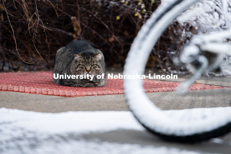 One of the University's feral cats warms itself on one of the steam tunnels grates. Snow on UNL City Campus. December 12, 2020. Photo by Jordan Opp for University Communication.
