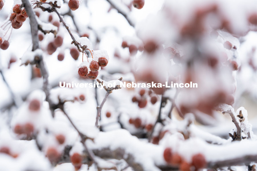 Frozen berries on a tree covered in snow and ice. Snow on UNL City Campus. December 12, 2020. Photo by Jordan Opp for University Communication.