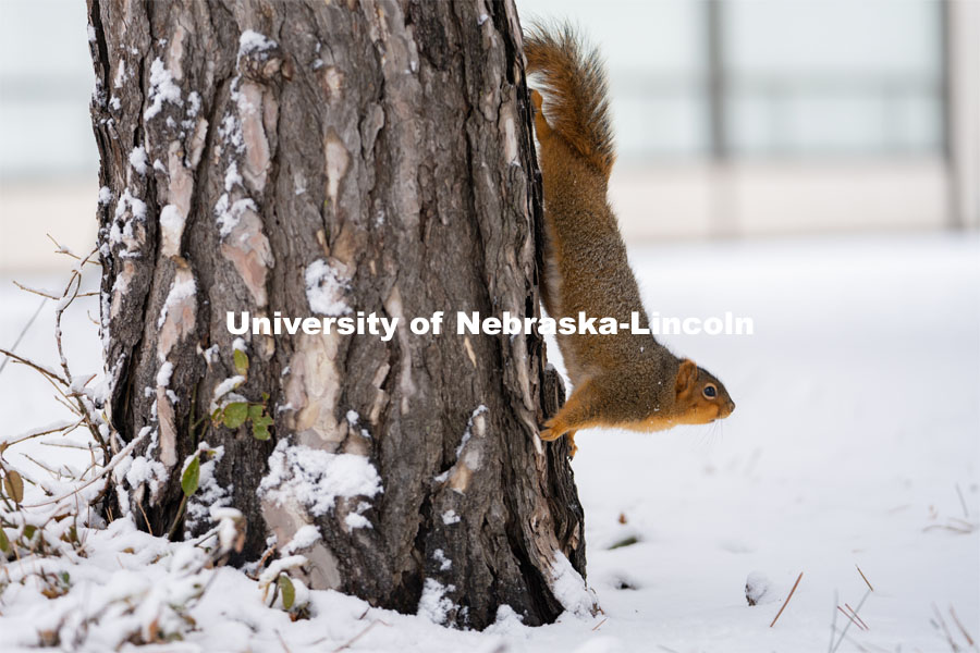 The squirrels of City Campus. Snow on UNL City Campus. December 12, 2020. Photo by Jordan Opp for University Communication.