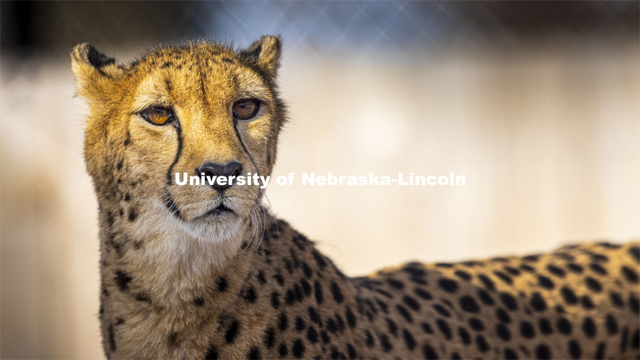 Bella, a 10-year-old female cheetah watches her watchers. Husker researchers are using new video tracking technology to monitor and improve the well-being of the Lincoln Children's Zoo's four female cheetahs. The camera system and machine learning track the animal movements including the cheetahs at the Lincoln Zoo. December 18, 2020. Photo by Craig Chandler / University Communication.