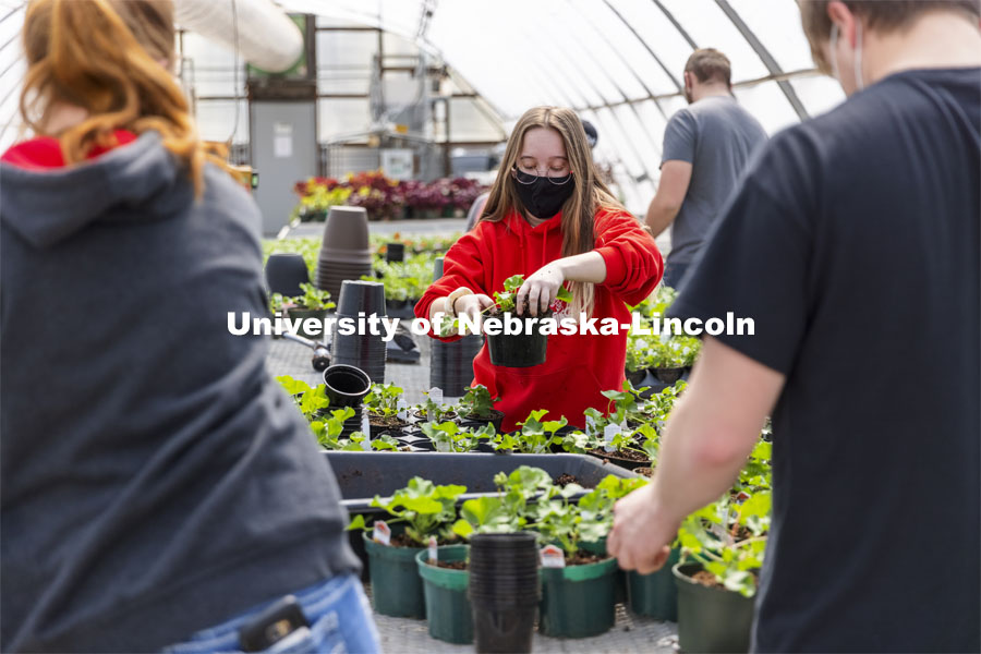 Jamie Dasenbrock repots a geranium during a club work session. Members of the horticulture club prepare plants in the greenhouses on east campus. The plants will be sold at their annual spring sale. April 1, 2021. Photo by Craig Chandler / University Communication.