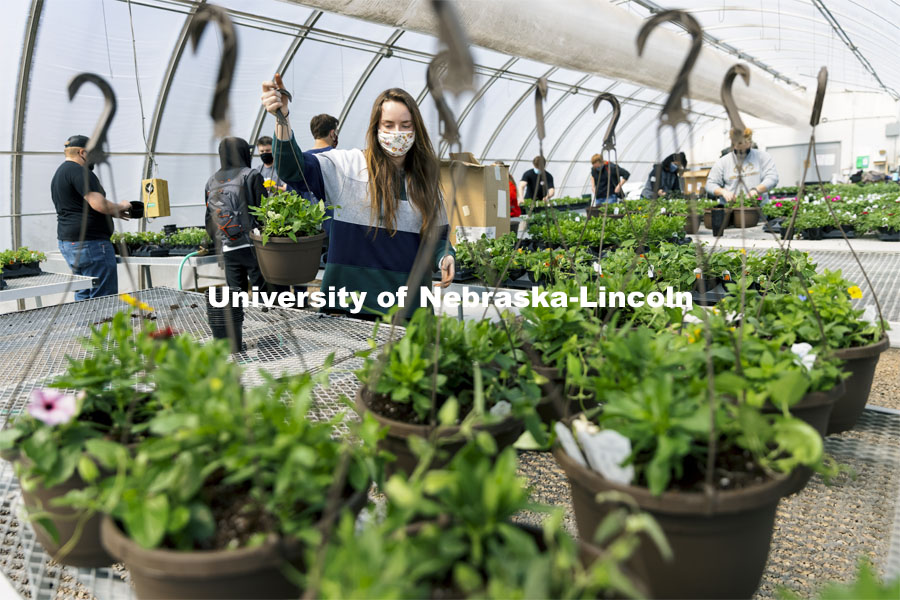 Taylor Cammack moves a finished hanging basket onto the rack so they can be watered during a club work session. Members of the horticulture club prepare plants in the greenhouses on east campus. The plants will be sold at their annual spring sale. April 1, 2021. Photo by Craig Chandler / University Communication.