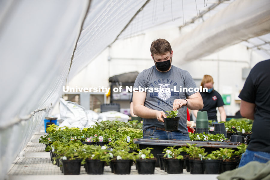 Garrett Kuss adds a tag to a repotted plant. Members of the horticulture club prepare plants in the greenhouses on east campus. The plants will be sold at their annual spring sale. April 1, 2021. Photo by Craig Chandler / University Communication.