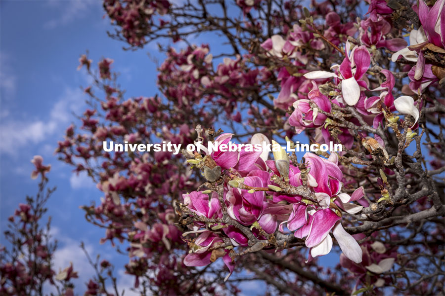 Saucer Magnolia trees bloom outside of the Lied Center. Spring on City Campus. April 6, 2021. Photo by Craig Chandler / University Communication.