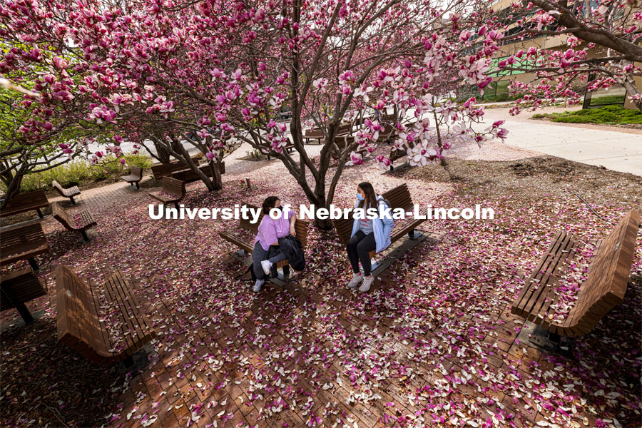 Estrella Avila and Keely Perkins, both second year interior design students, sit under the Saucer Magnolia trees blooming outside of the Lied Center. Spring on City Campus. April 6, 2021. Photo by Craig Chandler / University Communication.