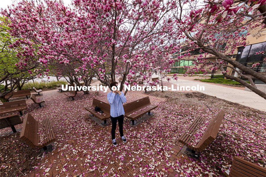 Adison Pace takes photos of the Saucer Magnolia blooms outside of the Lied Center. Spring on City Campus. April 6, 2021. Photo by Craig Chandler / University Communication.
