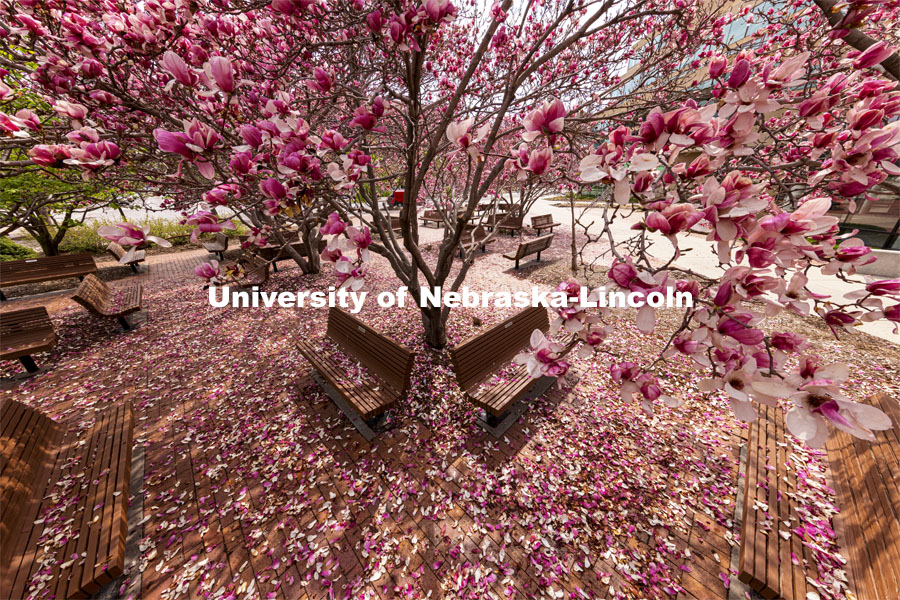 Saucer Magnolia trees bloom outside of the Lied Center. Spring on City Campus. April 6, 2021. Photo by Craig Chandler / University Communication.
