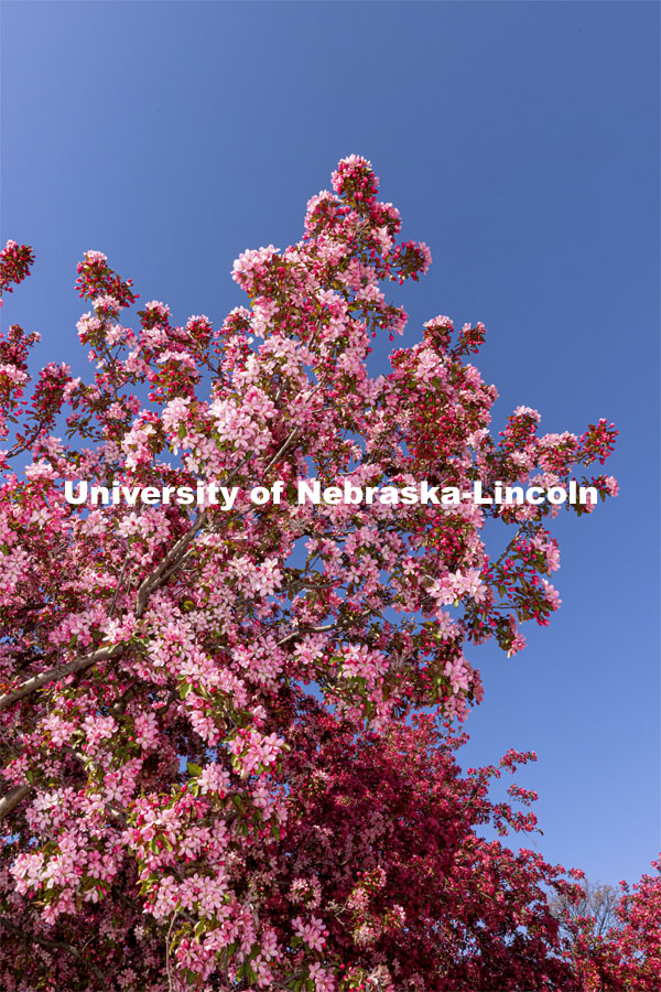 Pink flowering Crabapple tree. Spring on City Campus. April 12, 2021. Photo by Craig Chandler / University Communication.  